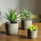 Cheap Succulent Plants Decor Ideas You Will Love39