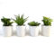 Cheap Succulent Plants Decor Ideas You Will Love40