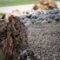 Marvelous Rock Stone For Your Frontyard14