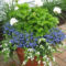 Best Plant For Your Garden On Summer12