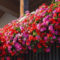 Gorgeous Flower On Balcony Ideas17