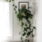 Lovely Display Indoor Plants07