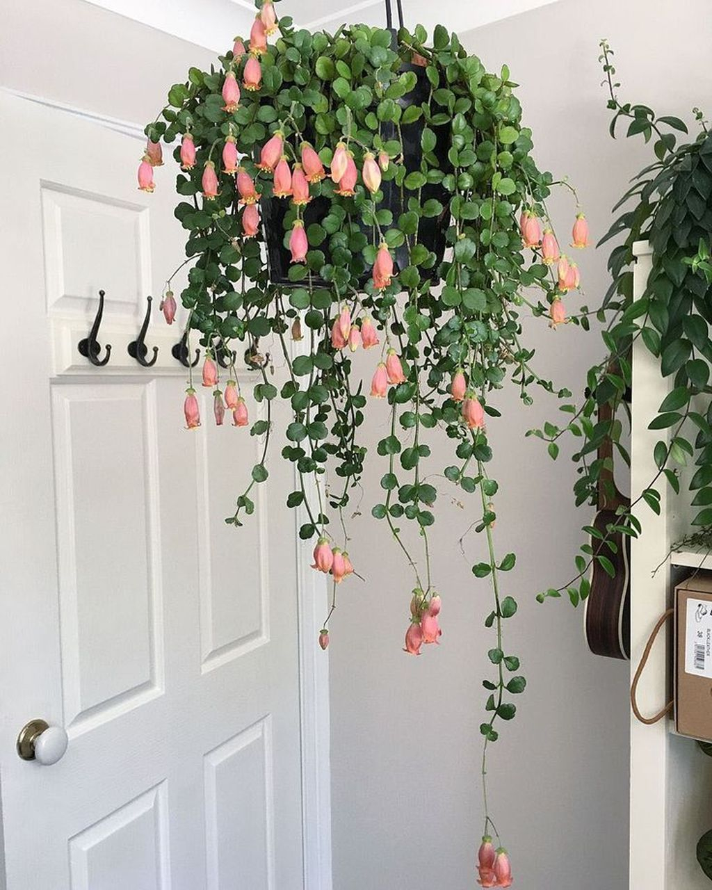 Lovely Display Indoor Plants14
