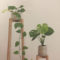 Lovely Display Indoor Plants15