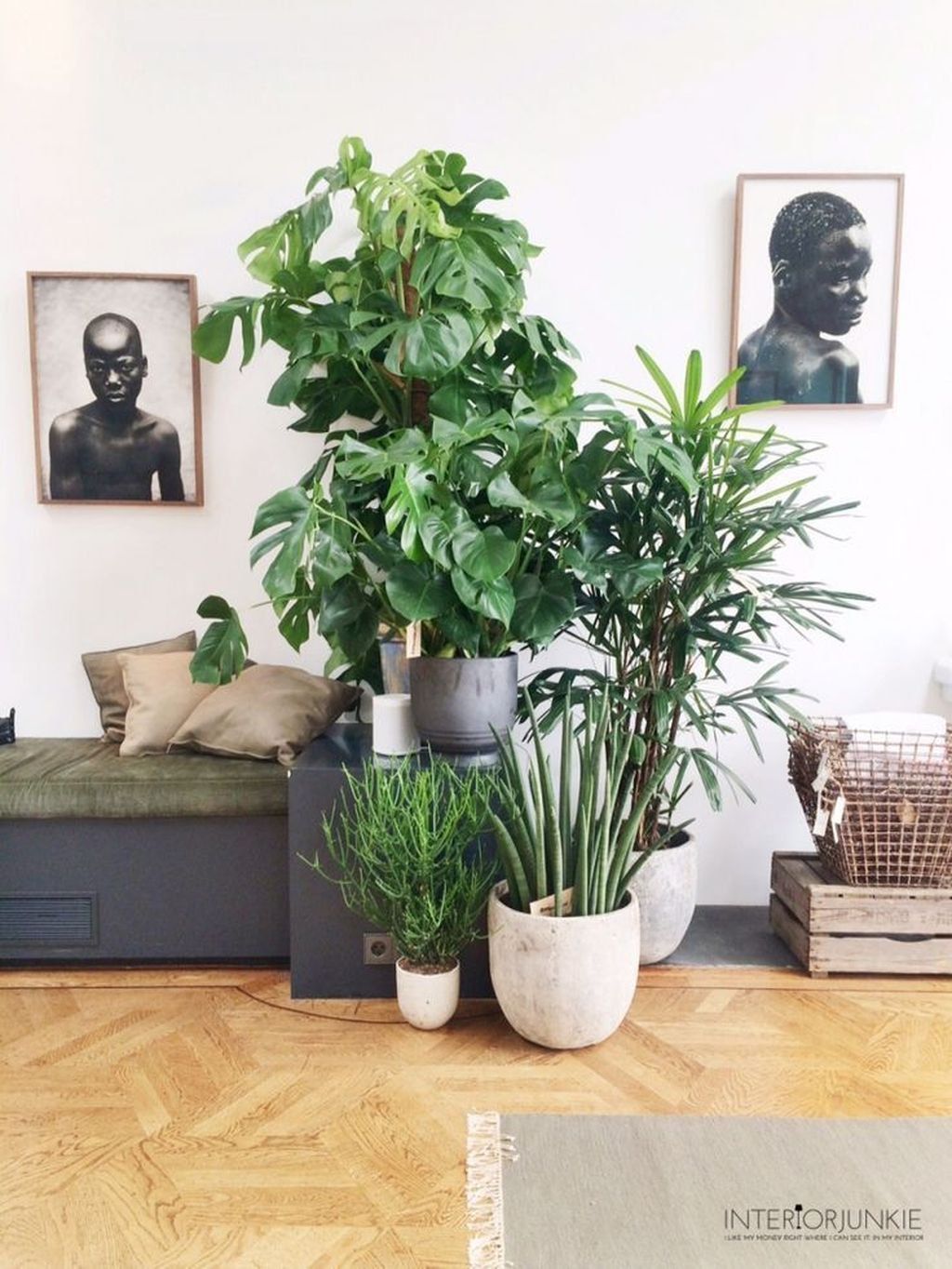 Lovely Display Indoor Plants18