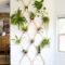 Lovely Display Indoor Plants32