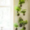 Lovely Display Indoor Plants36