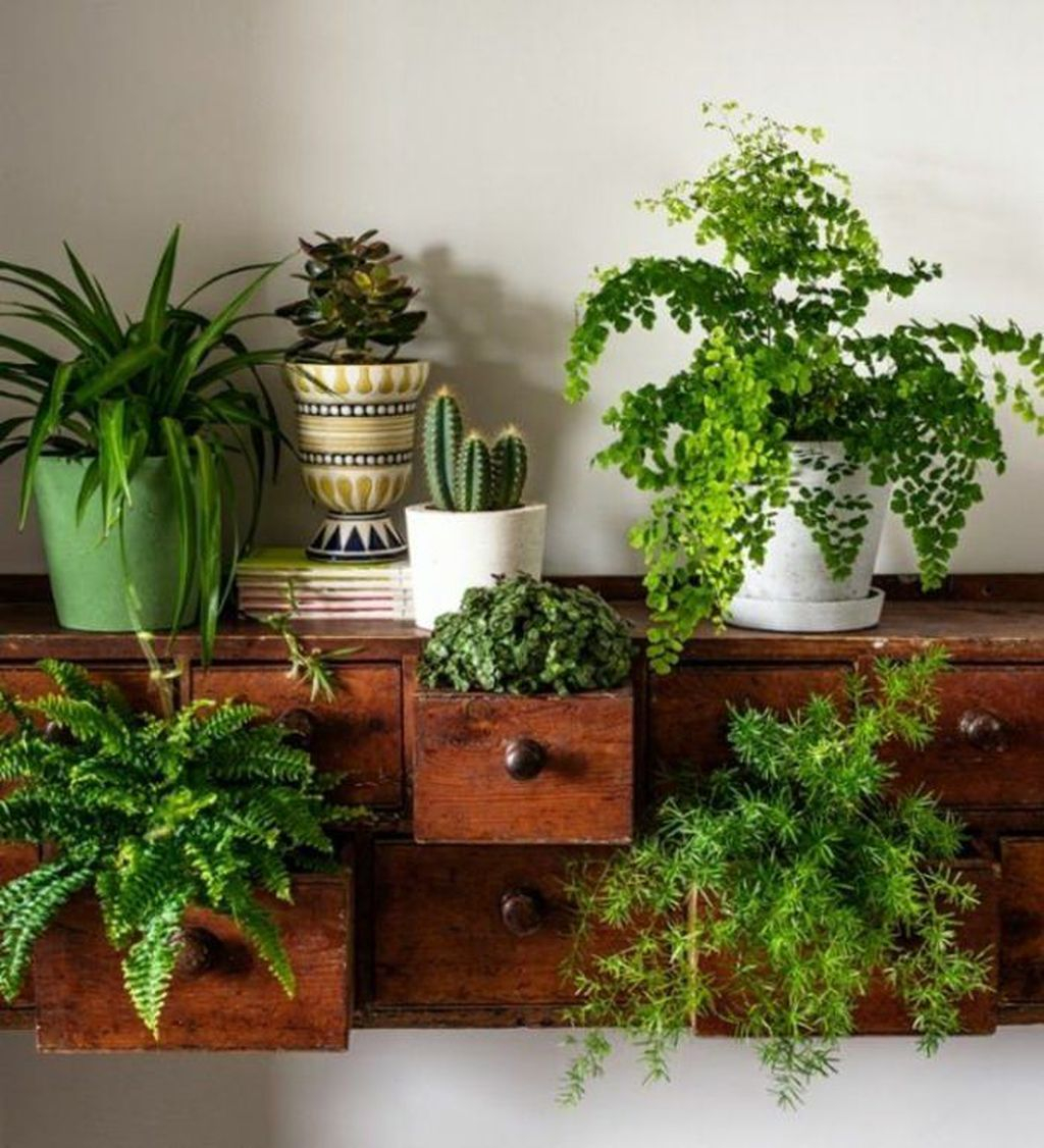 Lovely Display Indoor Plants37