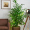 Awesome Indoor Plant Decoration Ideas To Make Natural Comfort In Your Home14