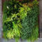 Succulents Living Walls Vertical Gardens Ideas06