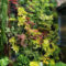 Succulents Living Walls Vertical Gardens Ideas09