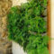 Succulents Living Walls Vertical Gardens Ideas17