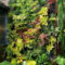 Succulents Living Walls Vertical Gardens Ideas25