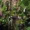 Succulents Living Walls Vertical Gardens Ideas28