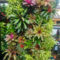 Succulents Living Walls Vertical Gardens Ideas32