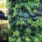 Succulents Living Walls Vertical Gardens Ideas46